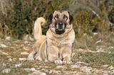 KANGAL 021
